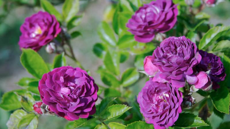 Cómo cultivar rosas moradas y qué variedades elegir.