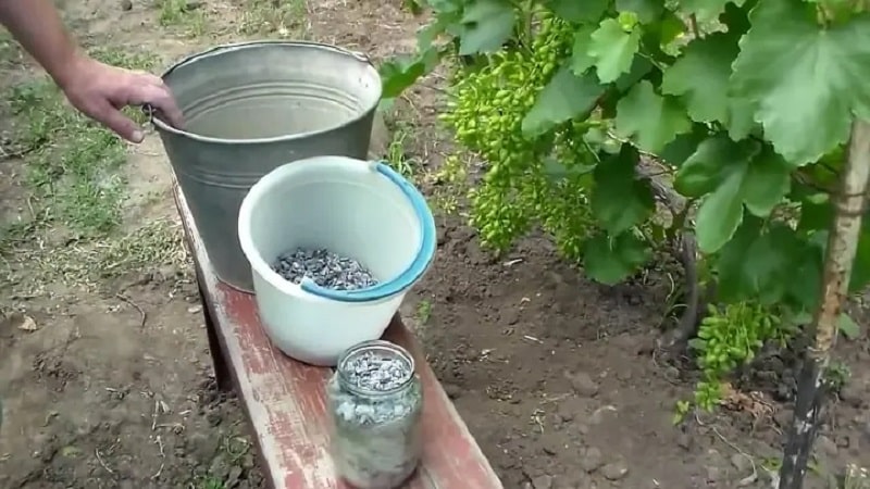 Vynuogių tręšimo pelenais nauda vasarą ir kaip teisingai juos tręšti