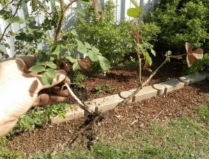 Instruccions per a jardiners principiants: com propagar les roses enfiladisses per esqueixos a l'estiu pas a pas