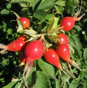 Kailan at kung paano palaganapin ang mga rose hips sa pamamagitan ng mga pinagputulan sa tag-araw nang tama