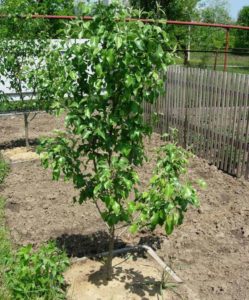 How to carry out pear cuttings in summer: step-by-step instructions and useful tips