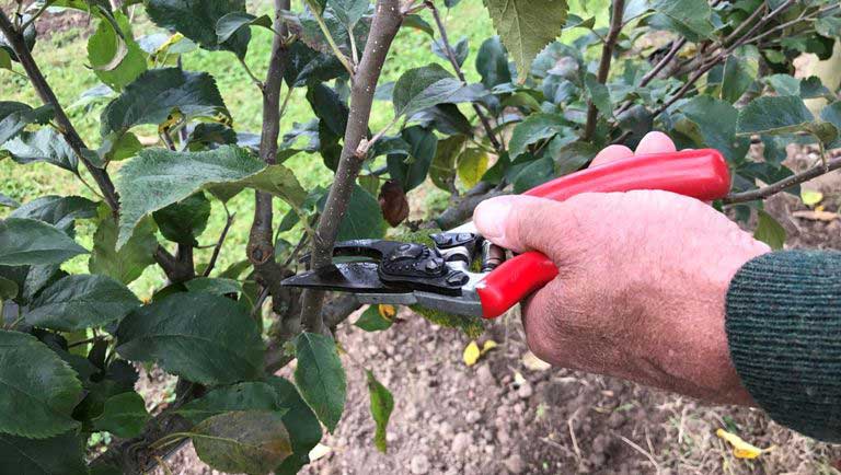 Step-by-step instructions for cutting an apple tree in the summer for beginners