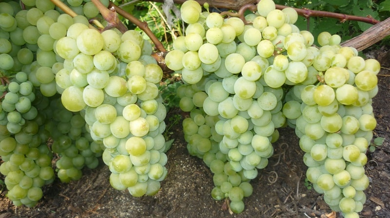 What are technical grape varieties and which ones are the best?