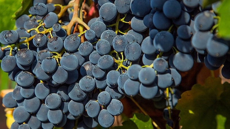 What are technical grape varieties and which ones are the best?