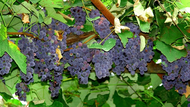 What are technical grape varieties and which ones are the best?