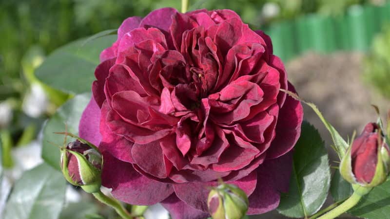 Com cultivar roses morades i quines varietats triar