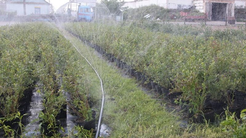 Hoe remontante frambozen in de zomer te knijpen en is deze procedure noodzakelijk?