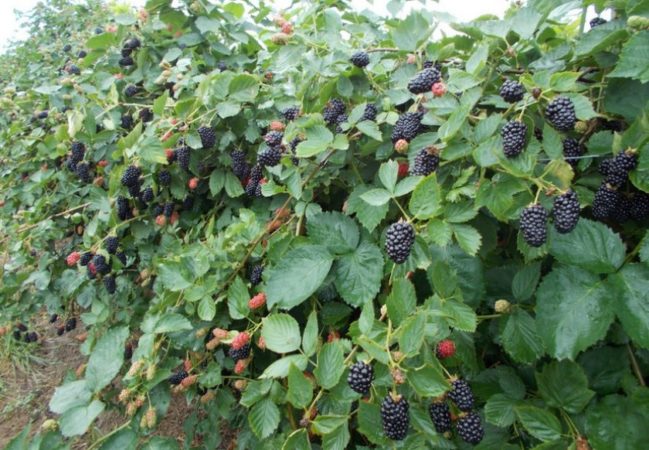 Compatibiliteit van kruisbessen met krenten en andere gewassen in de tuin