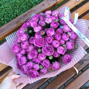 Com cultivar roses morades i quines varietats triar