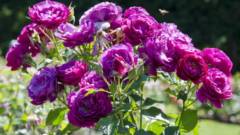 Cómo cultivar rosas moradas y qué variedades elegir.