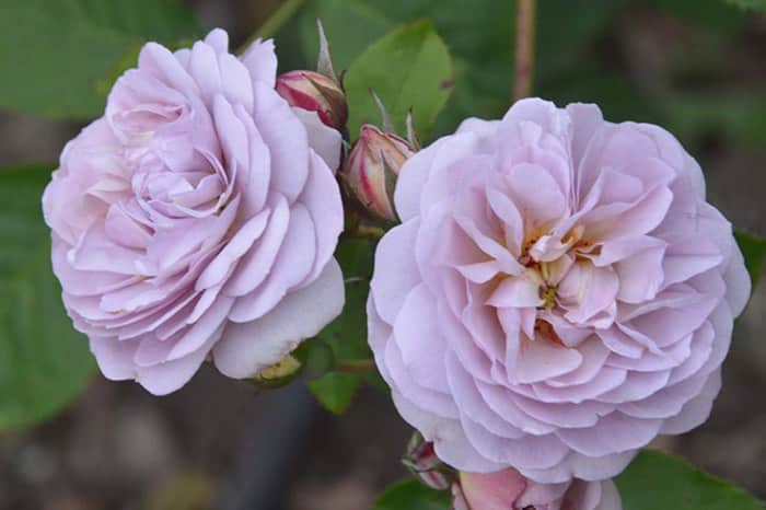 Cómo cultivar rosas moradas y qué variedades elegir.