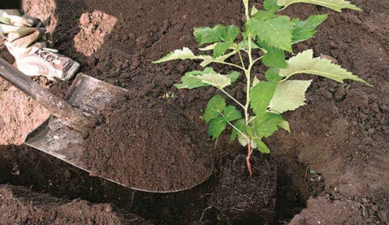 Frambozen in het voorjaar opnieuw planten op een nieuwe plek