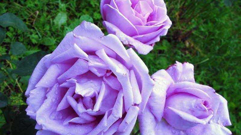 Cómo cultivar rosas moradas y qué variedades elegir.