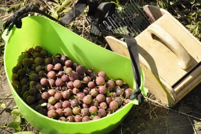 Kada ogrozd sazrijeva i kako odrediti stupanj njegove zrelosti