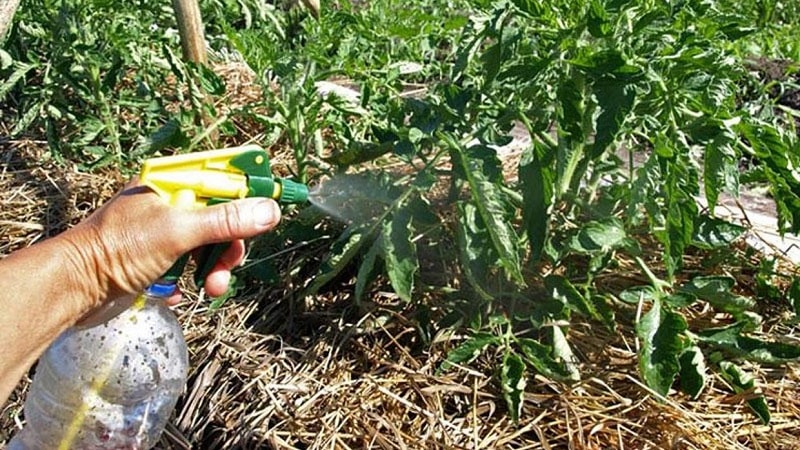 Arahan untuk merawat tomato terhadap penyakit hawar lewat dengan iodin dan asid borik: kami melawan penyakit dengan cepat dan berkesan