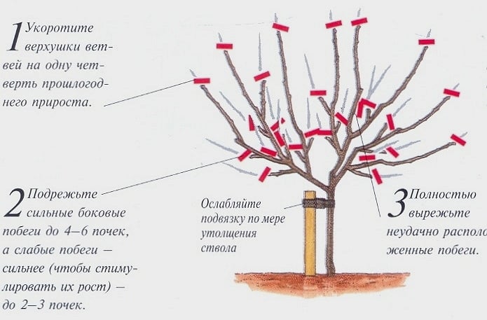 คำแนะนำทีละขั้นตอนสำหรับการตัดแต่งต้นแอปเปิ้ลในฤดูใบไม้ผลิสำหรับชาวสวนมือใหม่