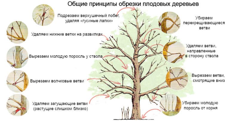 Instruções passo a passo para podar macieiras na primavera para jardineiros novatos