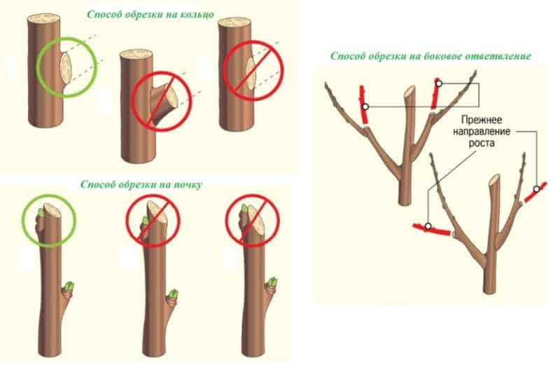 Instructions pas à pas pour la taille des pommiers au printemps pour les jardiniers débutants