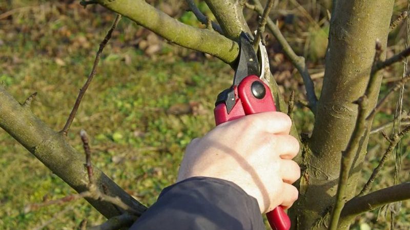 Instructions pas à pas pour la taille des pommiers au printemps pour les jardiniers débutants