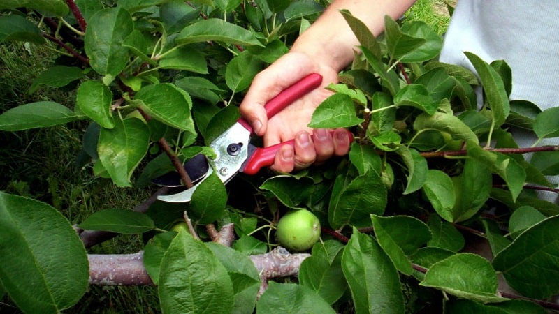 Instruções para podar uma macieira no verão para jardineiros novatos