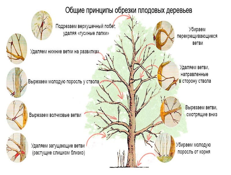 Instrucciones para podar un manzano en verano para jardineros novatos.