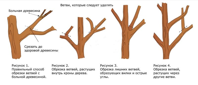 Instructions for pruning an apple tree in summer for novice gardeners