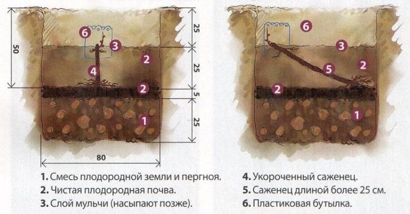 When (in what month) and how to plant grapes from cuttings