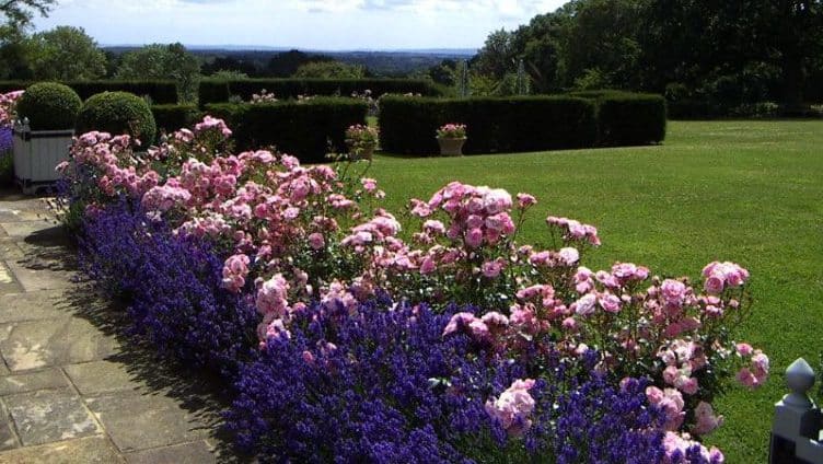 Com cultivar roses morades i quines varietats triar