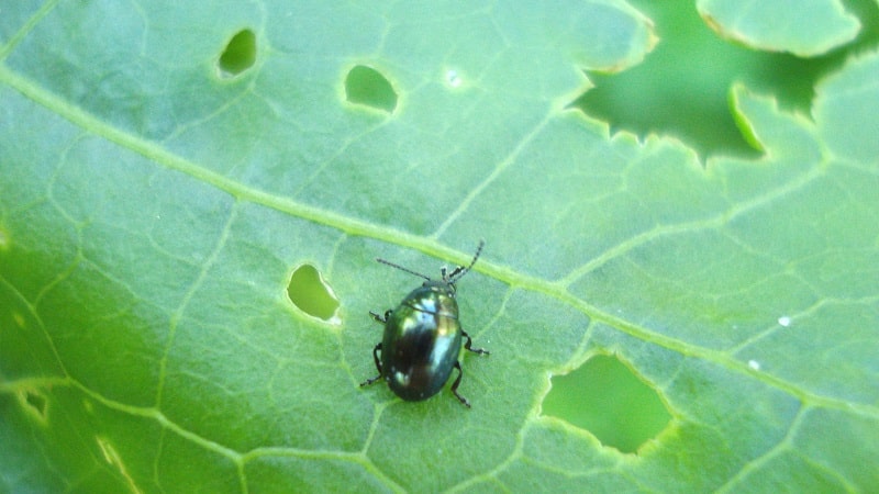 Cavolo di Mosca