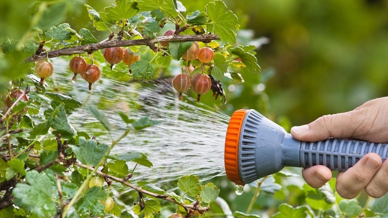 De ce nu există fructe de pădure pe agrișe și cum să o remediați