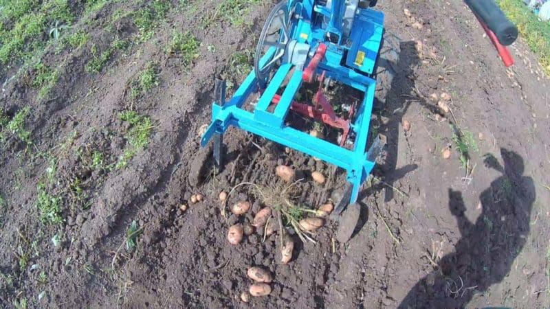 How to dig potatoes with a walk-behind tractor