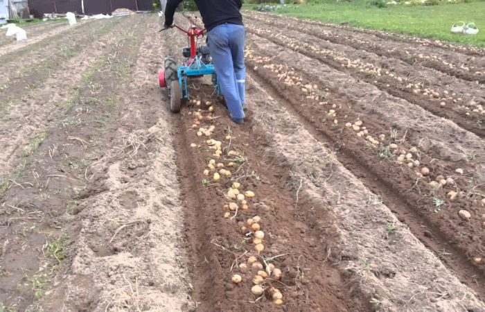 Come scavare le patate con un trattore con guida da terra