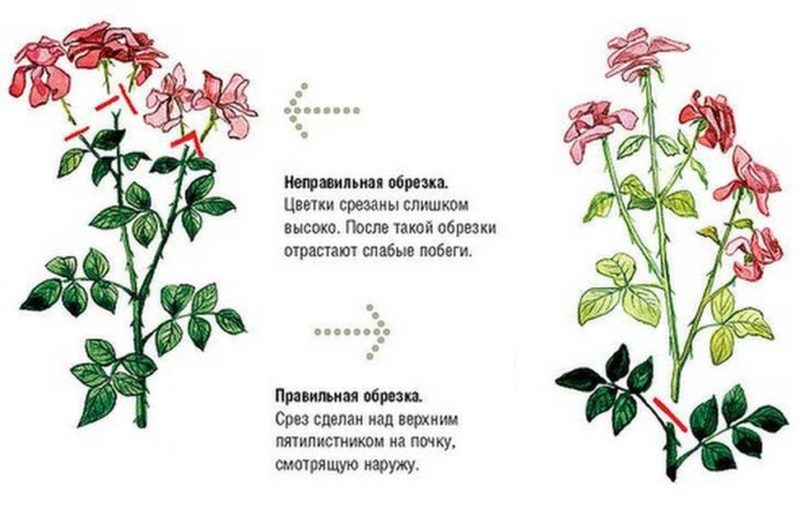 Instruções para jardineiros iniciantes: como podar rosas após a floração no verão para que floresçam novamente