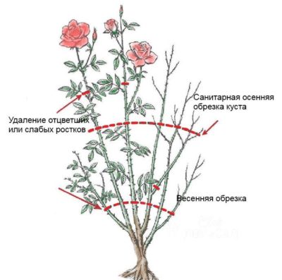 Instruções para jardineiros iniciantes: como podar rosas após a floração no verão para que floresçam novamente