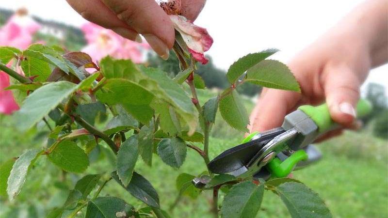 Instruções para jardineiros iniciantes: como podar rosas após a floração no verão para que floresçam novamente