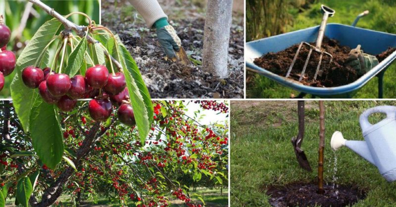 So gießen Sie Kirschen im Sommer richtig: Anleitung für unerfahrene Gärtner