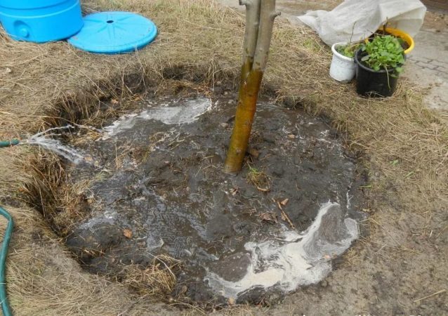 Hoe kersen op de juiste manier water te geven in de zomer: instructies voor beginnende tuiniers