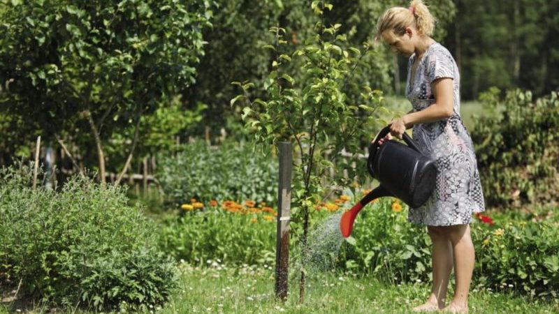 So gießen Sie Kirschen im Sommer richtig: Anleitung für unerfahrene Gärtner