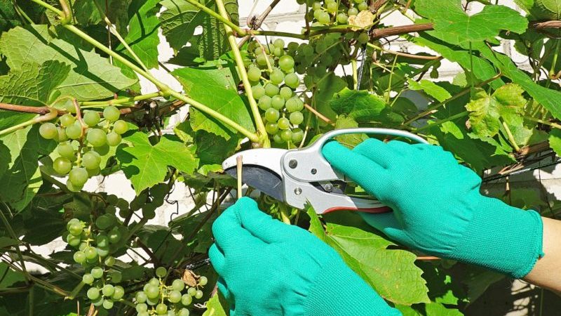 Una guía paso a paso para podar uvas en verano para viticultores principiantes