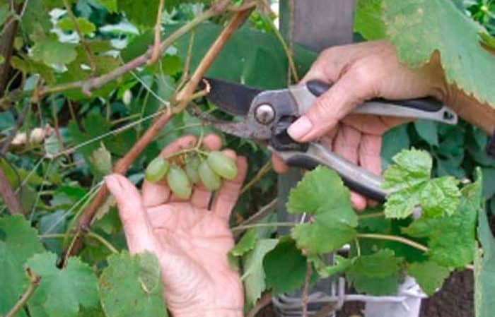 Návod na řez hroznů v létě krok za krokem pro začínající vinaře