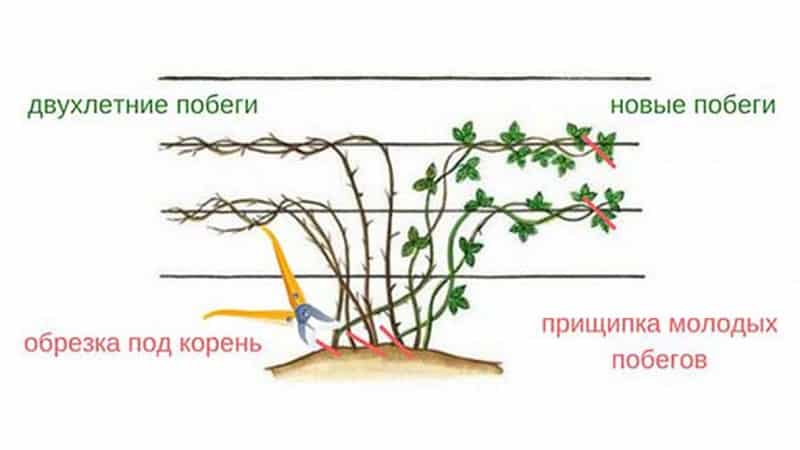 Cómo podar correctamente las moras en verano: instrucciones y diagramas.