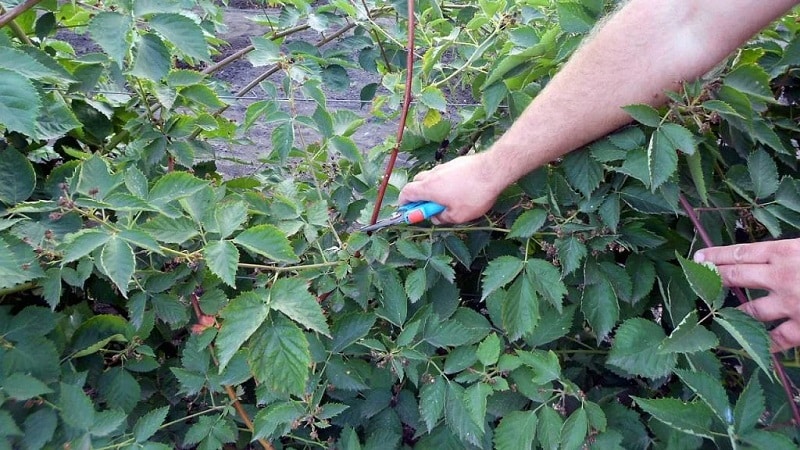 So schneiden Sie Brombeeren im Sommer richtig: Anleitung und Diagramme