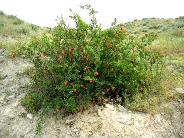 Cum crește rodia, unde este cultivată și când se coace?