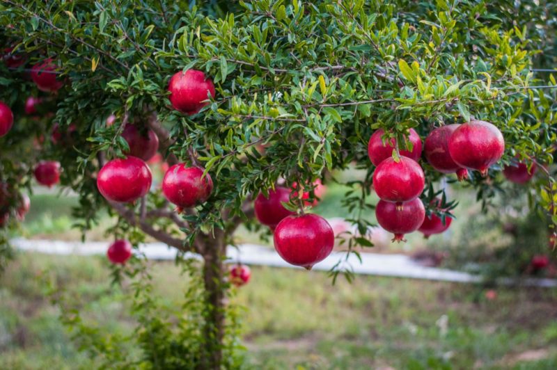 Como cresce a romã, onde é cultivada e quando amadurece?