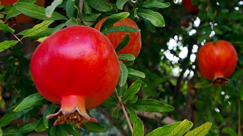 Com creix la magrana, on es cultiva i quan madura?