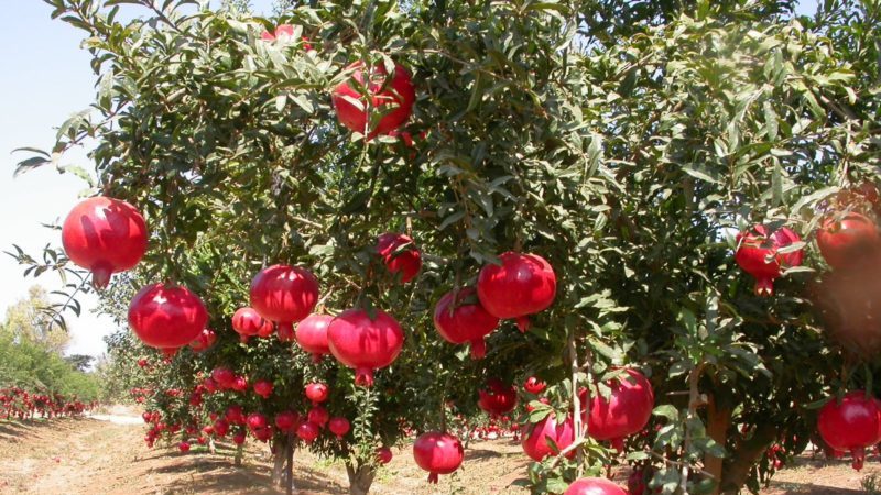 Como cresce a romã, onde é cultivada e quando amadurece?