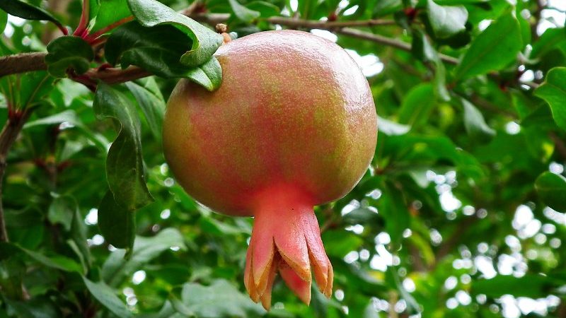 Como cresce a romã, onde é cultivada e quando amadurece?