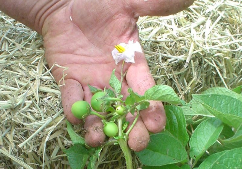 Do potatoes have fruits and what are they called?