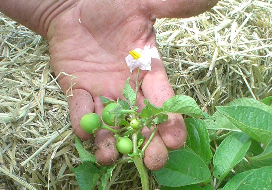 When and how to properly collect potato seeds from berries