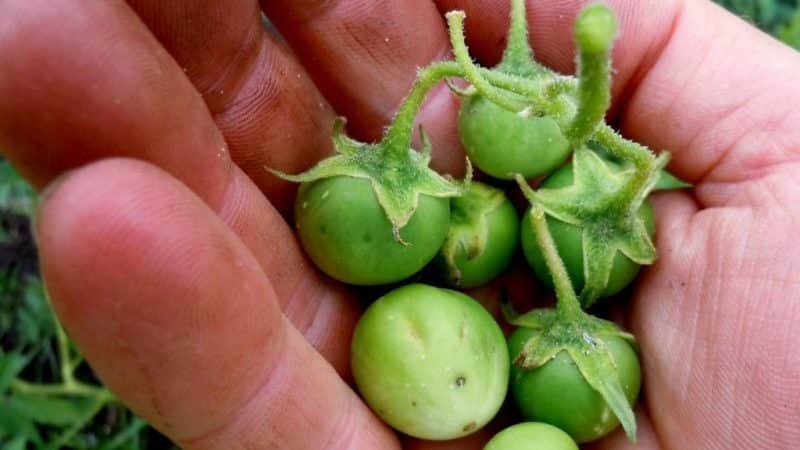 When and how to properly collect potato seeds from berries